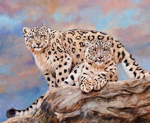 Snow Leopards on Rock Poster Print by David Stribbling