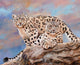 Snow Leopards on Rock Poster Print by David Stribbling