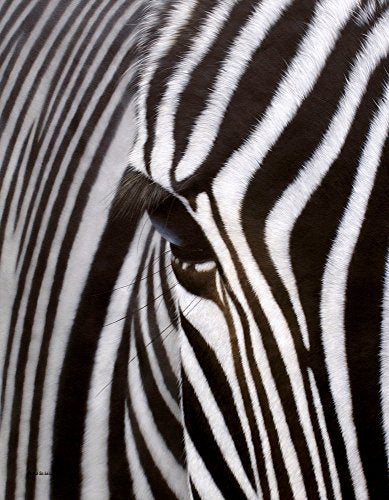 Zebra Eye Poster Print by Rachel Stribbling, showcasing intricate details.