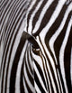 Zebra Eye Poster Print by Rachel Stribbling, showcasing intricate details.