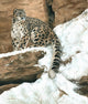 Leopard in the Snow Poster Print by Sarah Stribbling