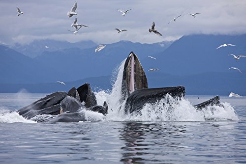 Humpback Whales Bubble Net Feeding in Chatham Strait Poster Print
