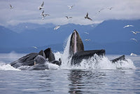 Humpback Whales Bubble Net Feeding in Chatham Strait Poster Print