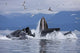Humpback Whales Bubble Net Feeding in Chatham Strait Poster Print