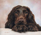 Cocker Spaniel Pup Poster Print by Sarah Stribbling, adorable dog art.