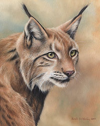 Lynx Portrait Poster Print by Sarah Stribbling - animal art