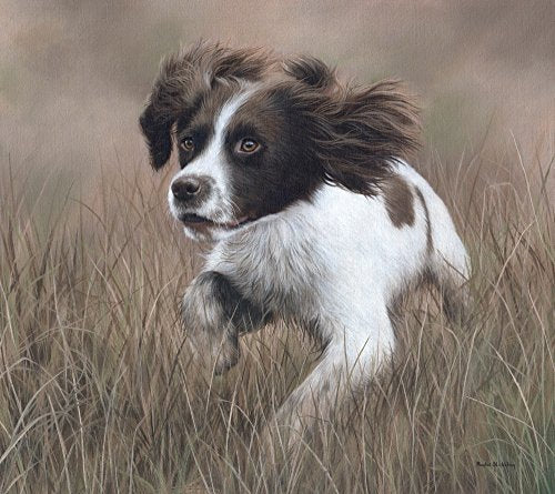 Springer Spaniel Poster Print by Rachel Stribbling