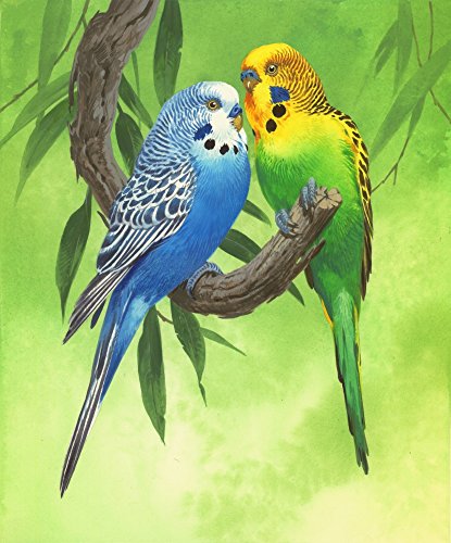 Budgies on Green Background Poster Print by John Francis