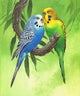 Budgies on Green Background Poster Print by John Francis