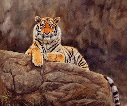 Siberian Tiger on Rock Poster Print by David Stribbling, wildlife art.