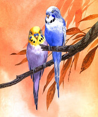 Budgies on Peach Background Poster Print by John Francis
