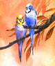 Budgies on Peach Background Poster Print by John Francis