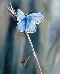 Common Blue Butterfly Poster Print by Sarah Stribbling, showcasing vibrant colors and intricate details.