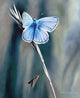 Common Blue Butterfly Poster Print by Sarah Stribbling, showcasing vibrant colors and intricate details.