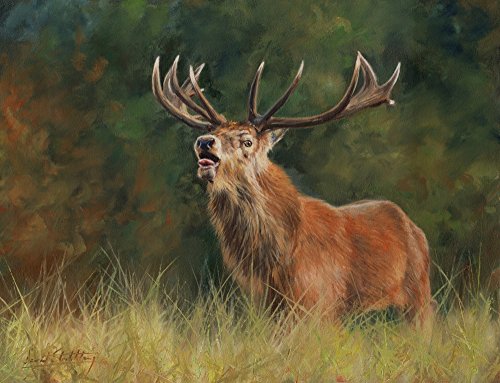 Red Deer Stag Poster Print by David Stribbling showcasing a majestic stag in nature.