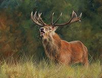 Red Deer Stag Poster Print by David Stribbling showcasing a majestic stag in nature.