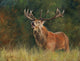 Red Deer Stag Poster Print by David Stribbling showcasing a majestic stag in nature.