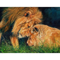 Lion Love Poster Print by David Stribbling showcasing a beautiful lion scene