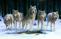 Wolf Detail Poster Print by Robin Koni showcasing intricate details