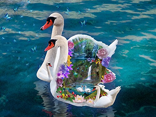Swan Paradise Poster Print by Alixandra Mullins showcasing elegant swans in nature.