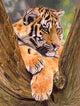 Tiger Resting on Tree Poster Print by David Stribbling
