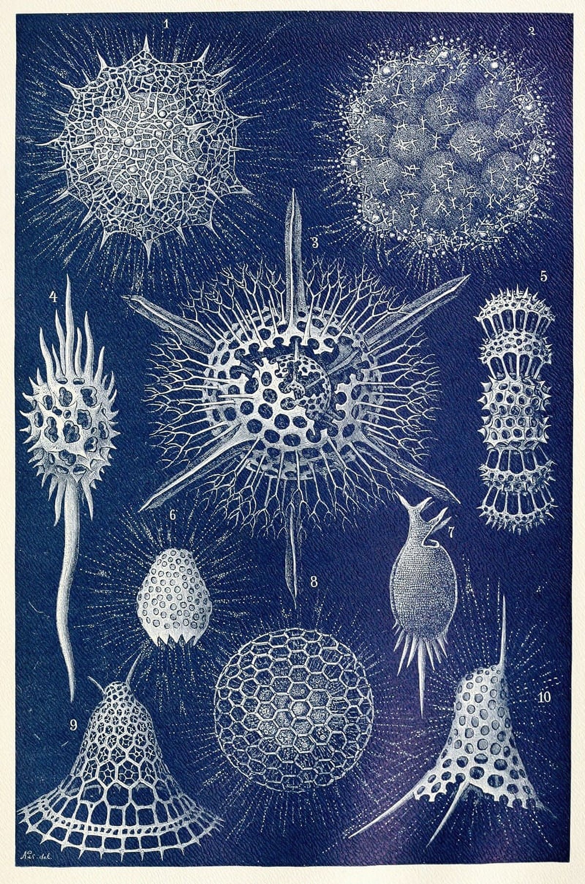 Radiolarians vintage scientific illustration poster print
