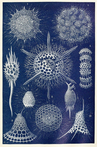 Radiolarians vintage scientific illustration poster print