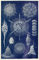 Radiolarians vintage scientific illustration poster print