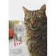 Kedi movie poster featuring enchanting street cats of Istanbul in 27x40 size.