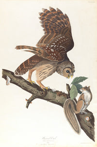 Barred Owl Poster Print by John James Audubon, showcasing detailed art of the owl.