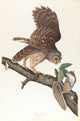 Barred Owl Poster Print by John James Audubon, showcasing detailed art of the owl.
