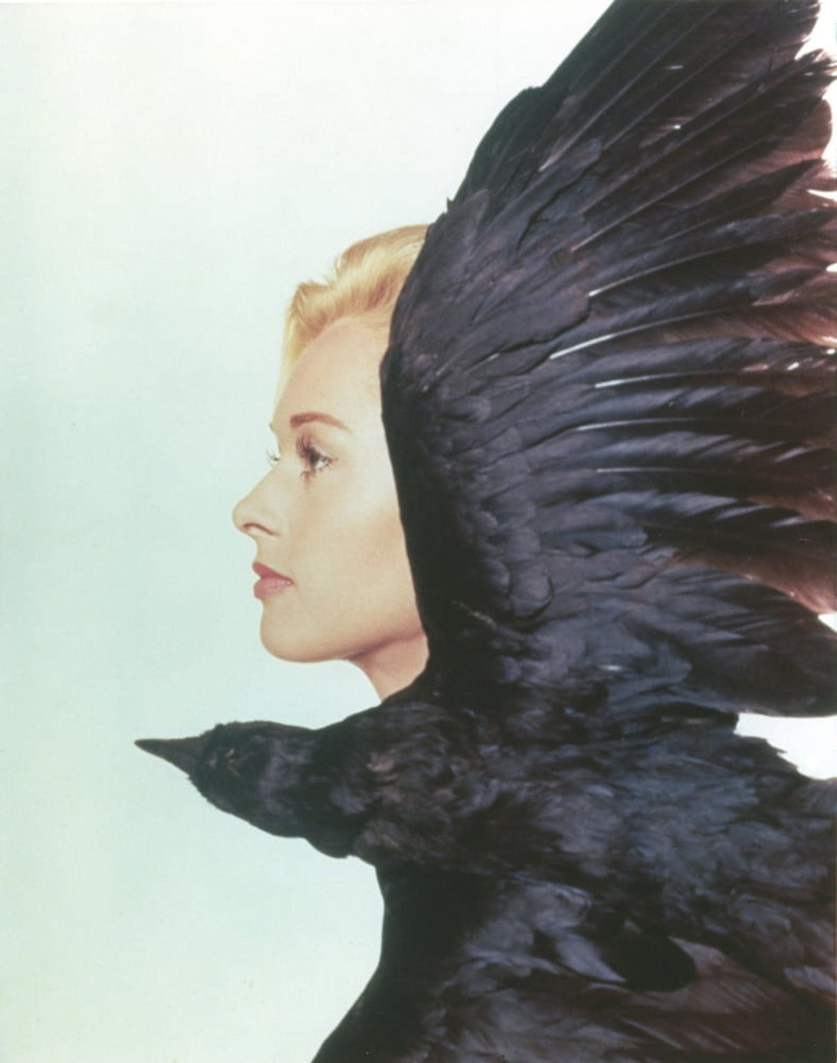 Art print of Tippi Hedren in side view with a crow, perfect for home decor.