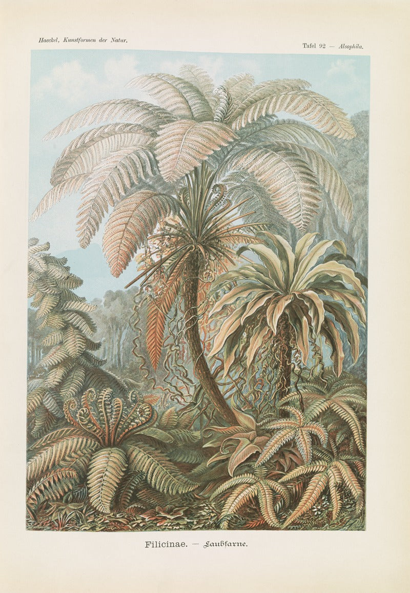 Filicinae: Laubfarne botanical poster print by Ernst Haeckel