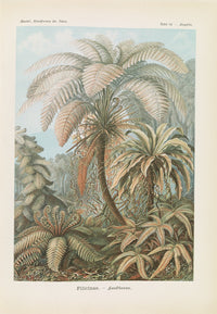 Filicinae: Laubfarne botanical poster print by Ernst Haeckel