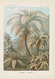 Filicinae: Laubfarne botanical poster print by Ernst Haeckel