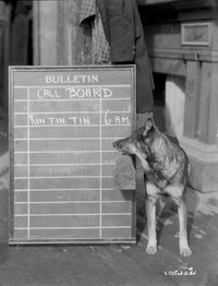 Rin Tin Tin classic photo print showcasing the iconic canine star.