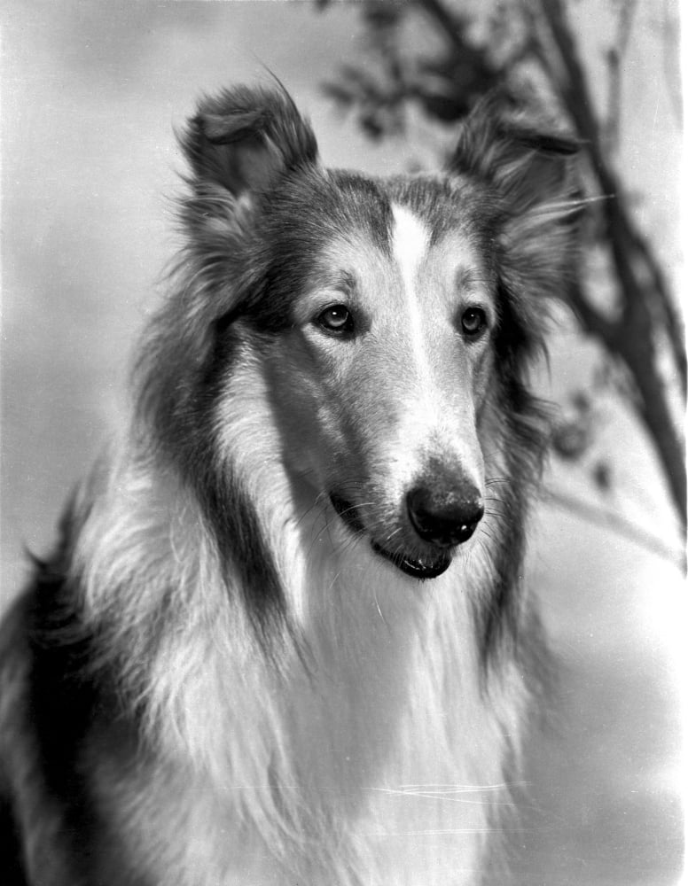 Lassie portrait photo print showcasing the iconic collie.
