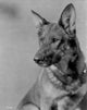 Rin Tin Tin Vintage Photo Print showcasing classic film icon.