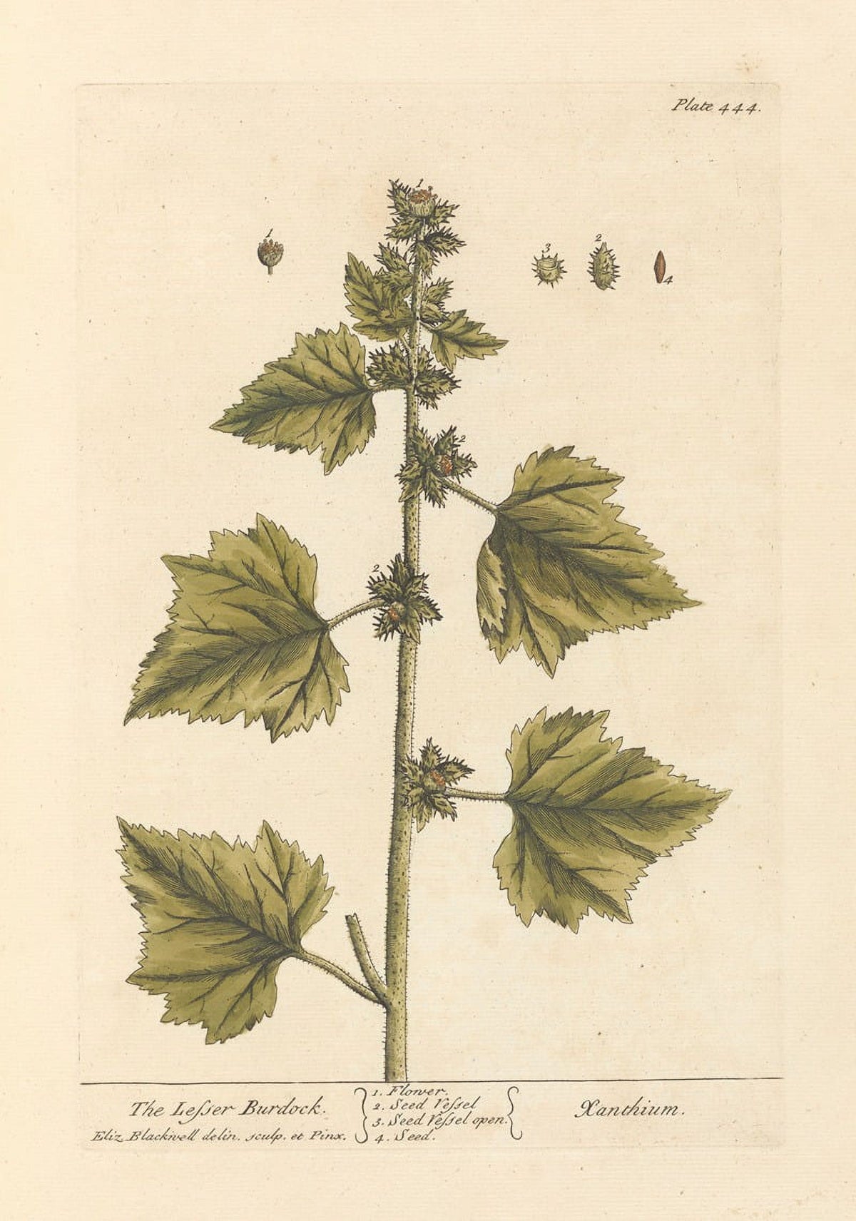 The Lesser Burdock botanical poster print by Elizabeth Blackwell, showcasing detailed plant illustration.