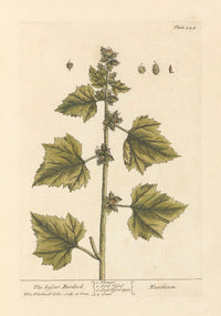The Lesser Burdock botanical poster print by Elizabeth Blackwell, showcasing detailed plant illustration.