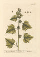 The Lesser Burdock botanical poster print by Elizabeth Blackwell, showcasing detailed plant illustration.