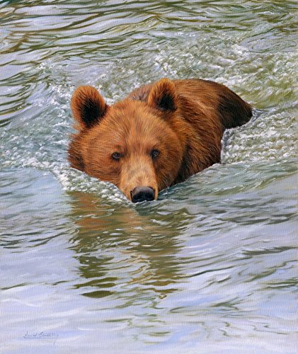 Bear Swimming Poster Print by David Stribbling, capturing the beauty of nature.