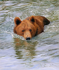 Bear Swimming Poster Print by David Stribbling, capturing the beauty of nature.