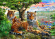 Hidden Tigers Buffalo Poster Print by Adrian Chesterman