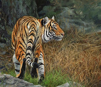 Indo Chinese Tiger Poster Print by David Stribbling showcasing a majestic tiger