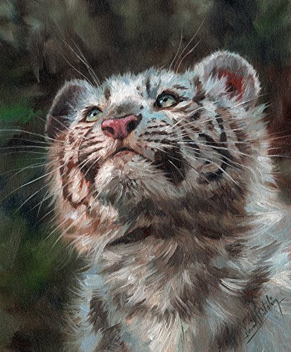 White Tiger Cub Poster Print by David Stribbling - Beautiful wildlife art