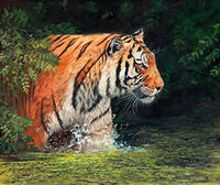 River Tiger Poster Print by David Stribbling showcasing a majestic tiger in nature.