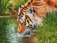 Tiger Drinking Water Poster Print by David Stribbling featuring a majestic tiger