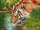 Tiger Drinking Water Poster Print by David Stribbling featuring a majestic tiger
