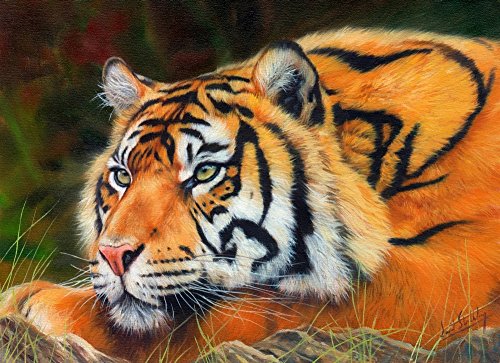 Sumatran Tiger Portrait Poster Print by David Stribbling